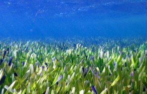 откриха голямото растение света бреговете австралия