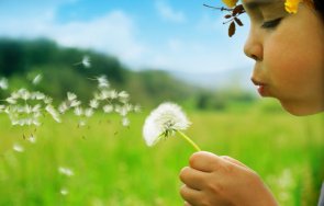 учени откриха кара глухарчетата разпространяват