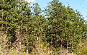съхнат борови гори велико търново режат спешност декара