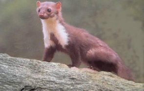 напаст белки настаниха кооперация центъра благоевград хората паника