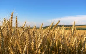 министърът земеделието оставка открива жътвената кампания старозагорска област