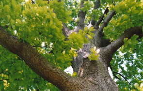 седем вековни дървета обявени защитени кърджалийско