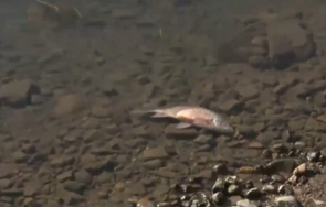 хиляди мъртви риби изпълниха язовир студен кладенец