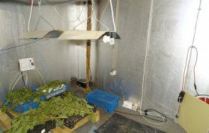 задържаха двамина производство разпространение марихуана русе