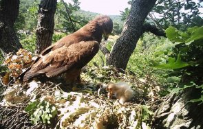 нас гнездят 1000 двойки вида малък креслив орел