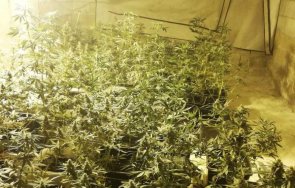 разкриха наркооранжерия варна снимки