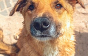 спасиха минирано руснаците куче яма боклук снимки