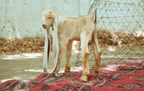 яре половинметрови уши стана звезда мрежата видео