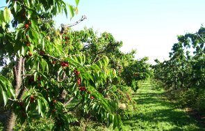 овощари силистра изкорениха черешовите насаждения
