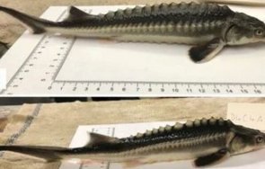 създадоха риба хибрид яйцеклетка руска есетра