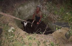 спасиха бедстваща крава паднала шахта сливенско