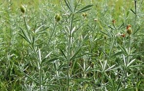 обявиха нова защитена местност свиленград