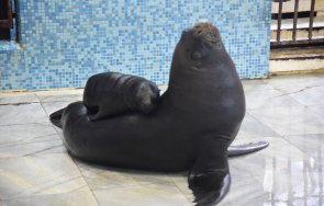 тюленче роди делфинариум варна снимки