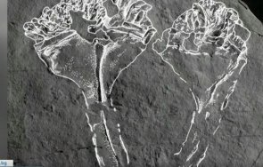 откриха вкаменелост древния хищник планетата видео