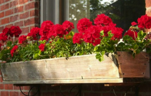 сложете прозореца видите комар дома