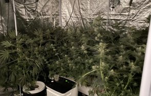 акция разкриха домашна оранжерия марихуана столицата снимки
