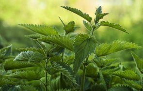 учени обмислят използват копривата прозиводството мъжки контрацептиви