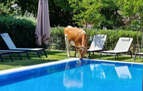 шаш крави пият вода басейните хотелите слънчев бряг