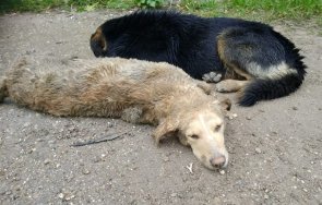 Неизвестен простреля две кучета в Кърджалийско