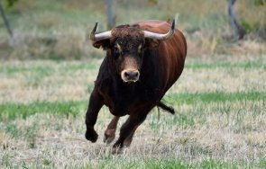 мъж почина блъснат бик исперих