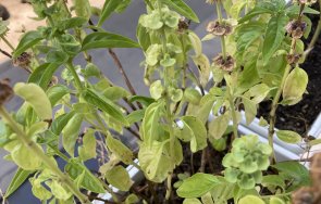 цяла зима имате свеж босилек ръка