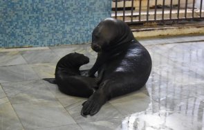 бебето тюленче варненския делфинариум вече име