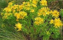 какви ползите жълтия кантарион