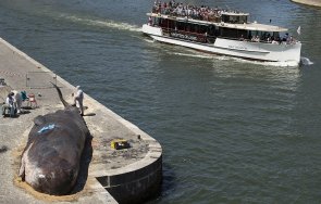 извадиха заседналия кит река сена