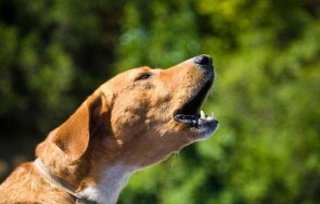 заради лай домашно куче мъж рани нож двама съседи