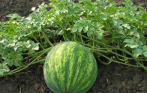 древната диня била убиец