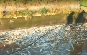своге екокатастрофа заради безводието тонове мъртва риба гният рибарник