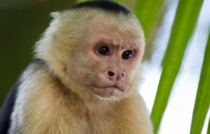 маймуна звънна спешния телефон 911 сащ