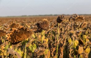 сушата унищожи стотици декари слънчоглед царевица