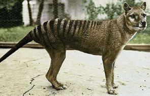 завръщане редактиране гени възкресяват изчезнал хищник