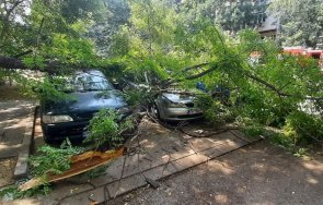 огромни клони стовариха паркирани автомобили пловдив