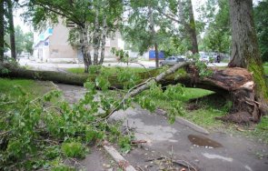 силна буря събори дървета пазарджик