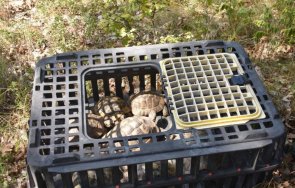 конфискуваха защитен вид костенурки отглеждани частен двор