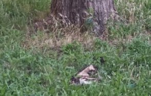 умишлено тровят котки пловдивски квартал