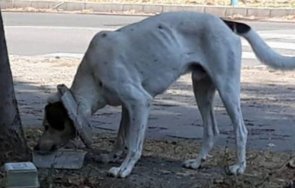 Куче бетонен обръч