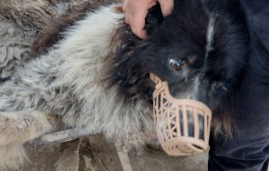 спасиха мечо каравелово пратиха лечение казанлък