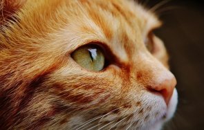 зверство хванаха 150 котки примамка гласели писаните трапези китай