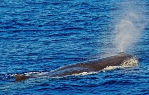 кашалот появи егейско море