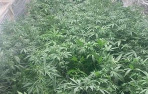 ГОЛЯМ УДАР: Иззеха над 330 кила марихуана край Пазарджик (СНИМКИ)