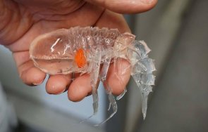 сензация откриха подводно създание прозрачно ракообразно очи вместо глава видео снимки