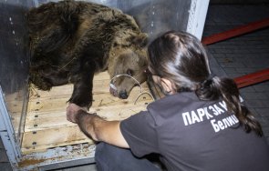 паркът мечки белица похвали нов обитател