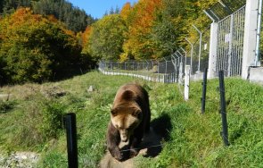 почина годишната мечка нада парка белица