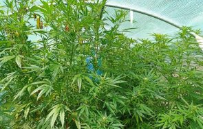 разкриха голяма наркооранжерия напоителен канал шумен снимки