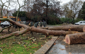 последните минути паднали дървета почти затвориха пътя пловдив смолян