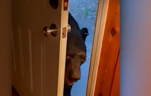 мечка претършува хладилник любезно затвори вратата къща видео