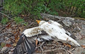 зверство диваци гръмнаха пушка египетски лешояд джебел